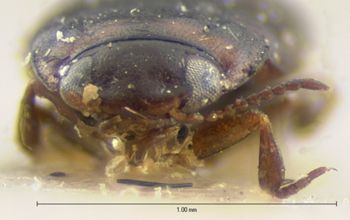 Media type: image;   Entomology 5986 Aspect: head frontal view